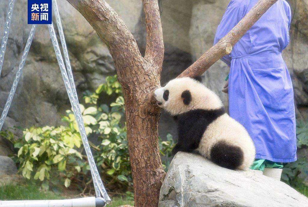 萌翻全场！香港首对龙凤胎大熊猫宝宝正式露脸 邀你来取名