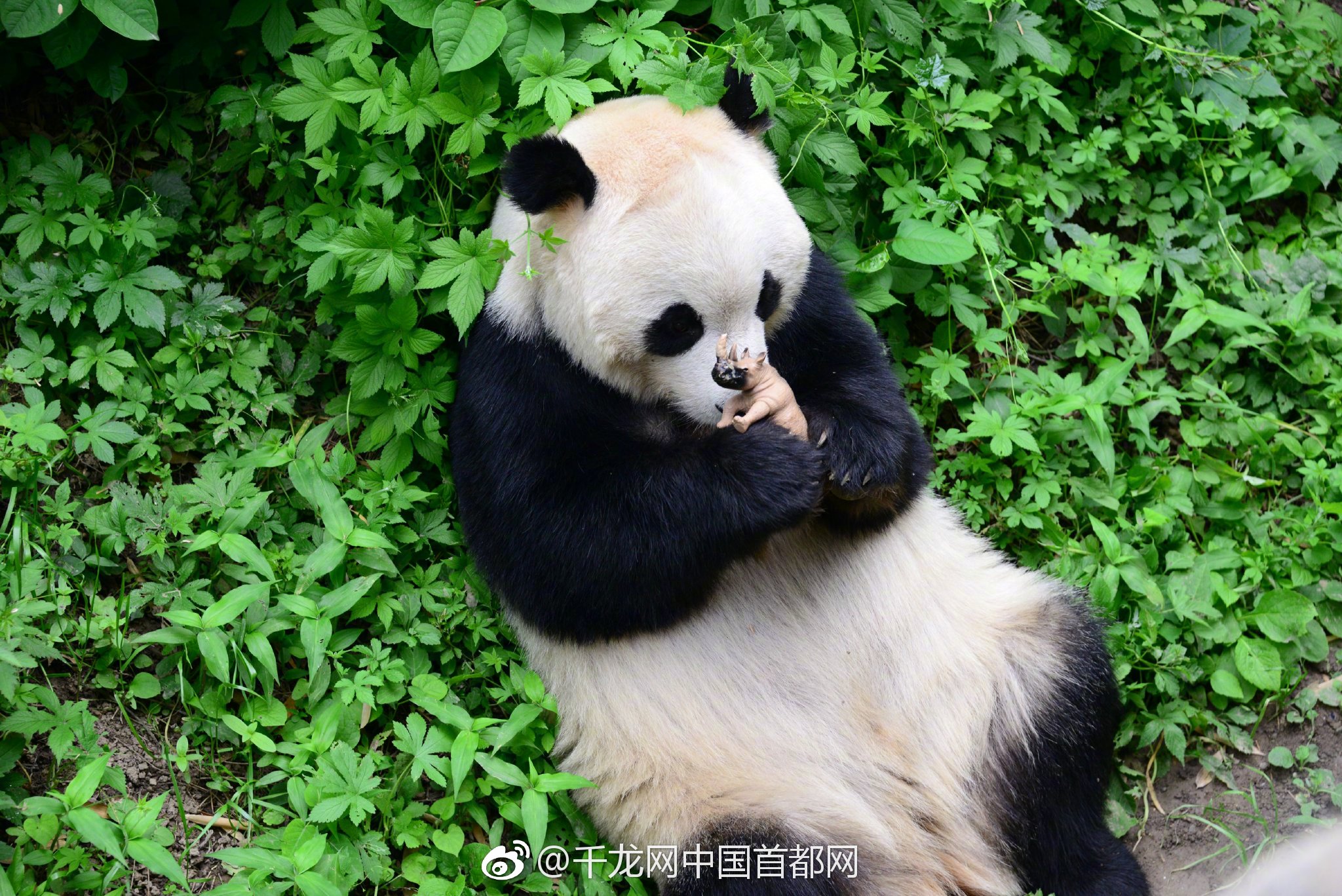 从好莱坞回国发展，《太阳星》勇闯“叔圈”赛道 冯德伦：胡子变白了，玩的空间也变大了