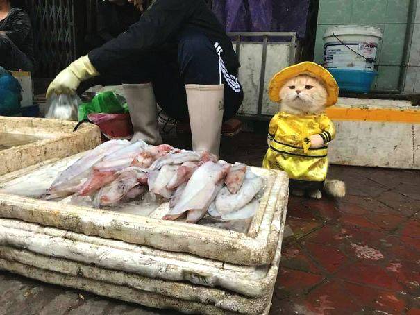 胡塞装备称突击美航母并击落MQ