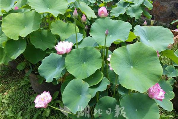 网易云音乐：2024年收入79.5亿元